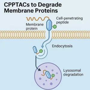 Unlocking the Undruggable: CPPTACs and the Future of Membrane Protein Therapies